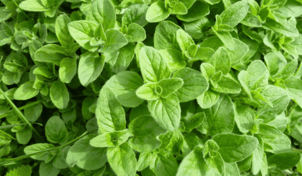 Oregano