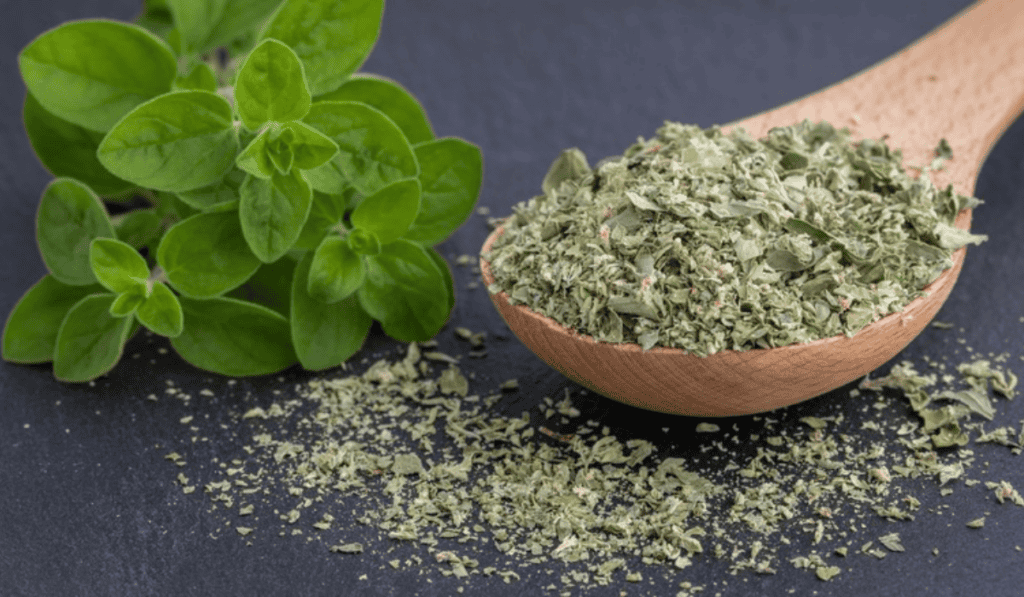 Oregano