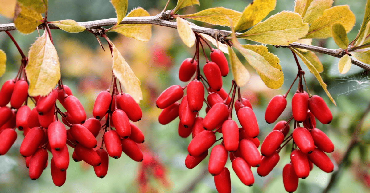 Je bekijkt nu Wat is Berberine en Waarom is het Goed voor Je Gezondheid?