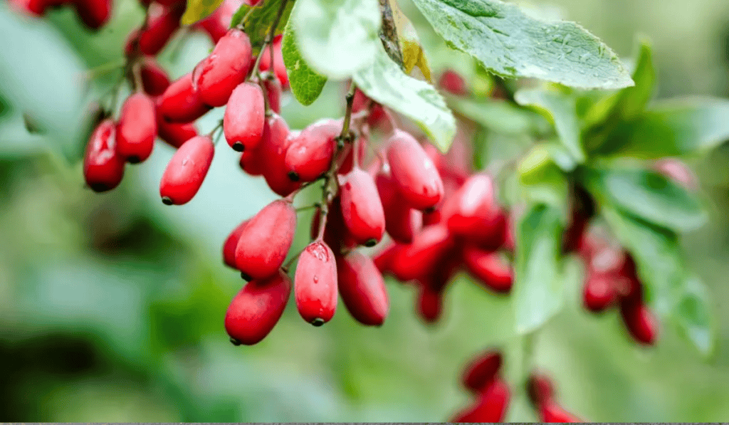 Berberine