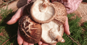 Lees meer over het artikel Shiitake Paddenstoelen: Gezondheid, Bereiding en Heerlijke Recepten