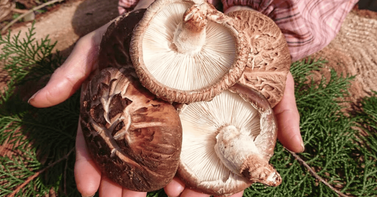 Je bekijkt nu Shiitake Paddenstoelen: Gezondheid, Bereiding en Heerlijke Recepten