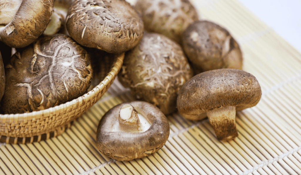 Shiitake Paddenstoelen