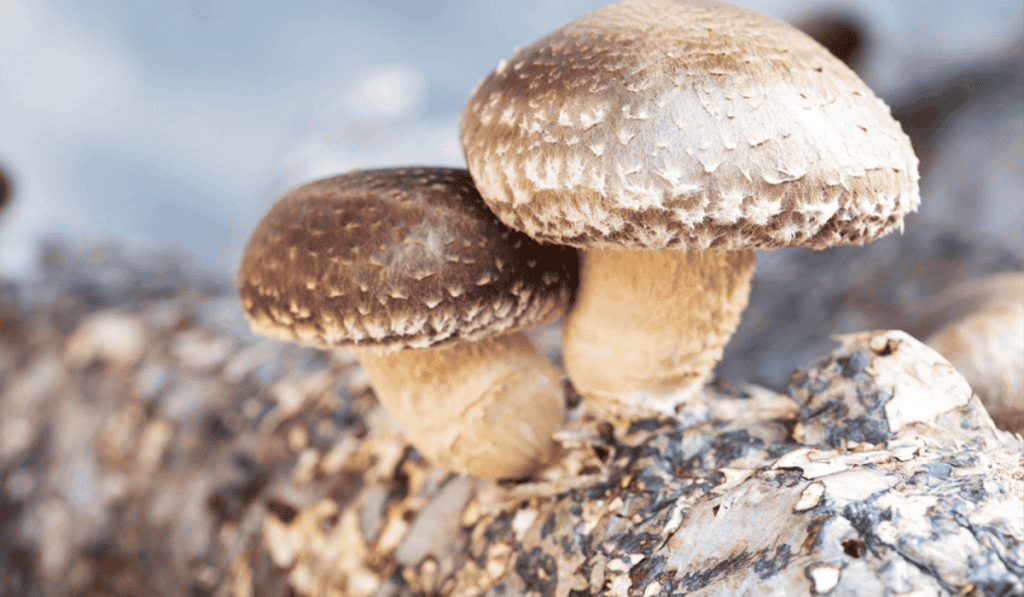 Shiitake Paddenstoelen