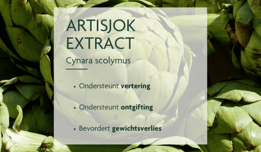  Artisjok Extract